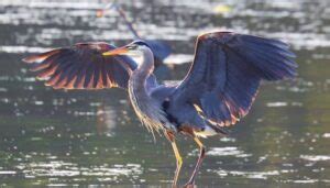 Aves Generalistas. Características, Clasificación, Populares