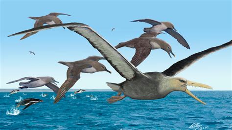 Aves gigantes surcaron los océanos australes hace 50 millones de años ...