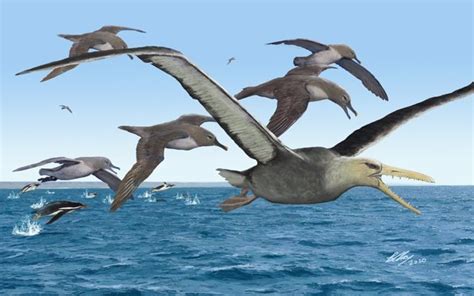 Aves gigantes surcaron los océanos australes hace 50 millones de años