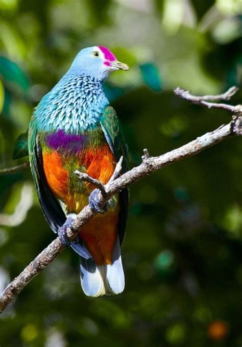 Aves hermosas mundo | animales | Aves hermosas, Aves y ...