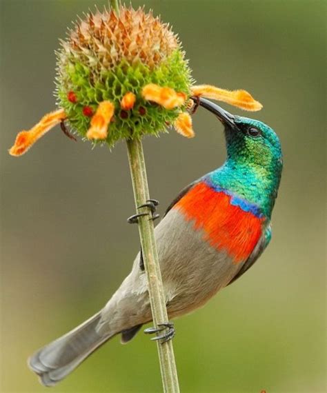 Aves hermosas mundo … | Aves hermosas, Aves, Pájaros hermosos