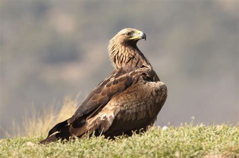 Aves Ibericas: Aguila Real ,Aguila Imperial  Pajizo ...