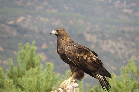 Aves Ibericas: Aguila Real,Imperial y Buitre Leonado en El ...