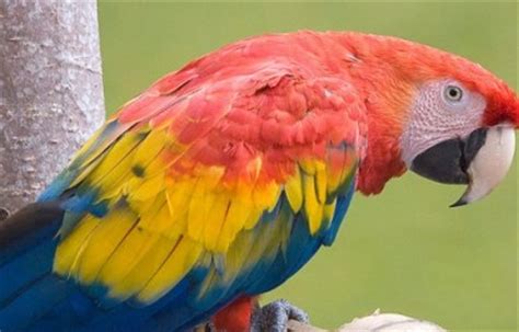 Aves | Informacion sobre animales
