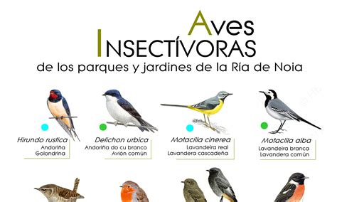 Aves insectívoras de los parques y jardines de la Ría de ...