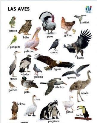 aves.jpg  325×410  | Aves, Pájaros volando, Animales ...