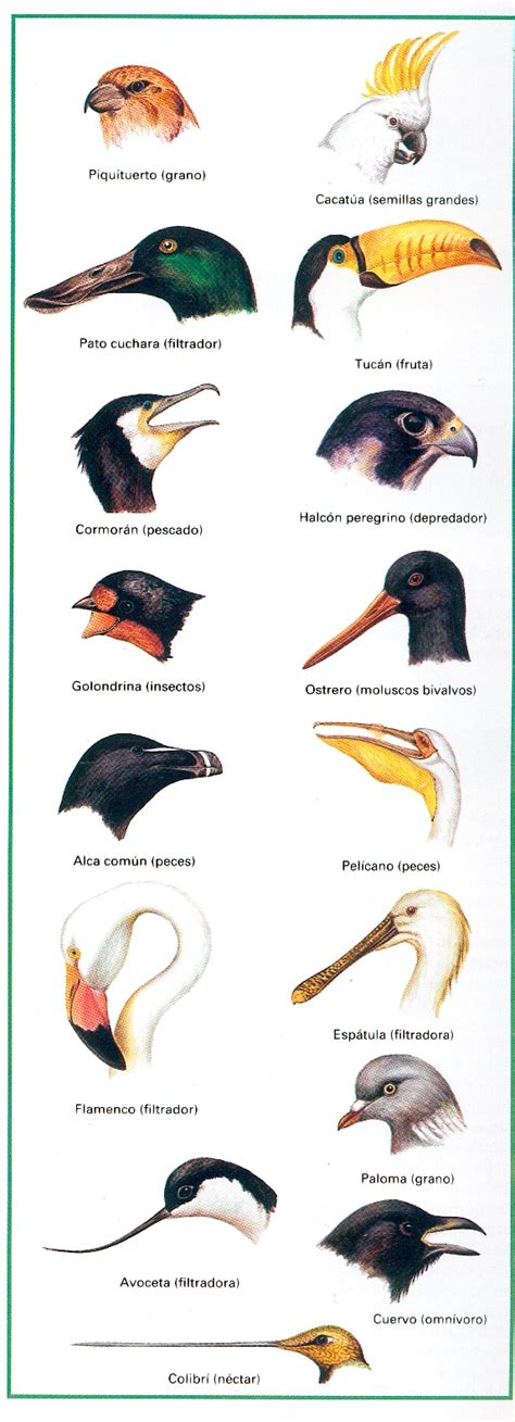 Aves | Los vertebrados