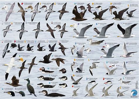 Aves marinas, litoral iberico