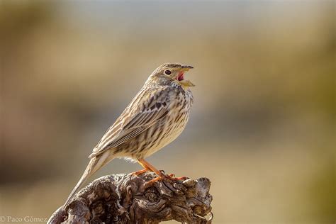 Aves más comunes de España: ¿cuáles son?