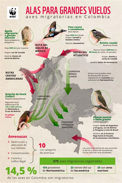 Aves migratorias, alas para grandes vuelos | WWF