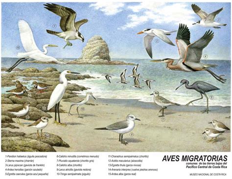 Aves migratorias comunes de las tierras bajas del Pacífico Central de ...