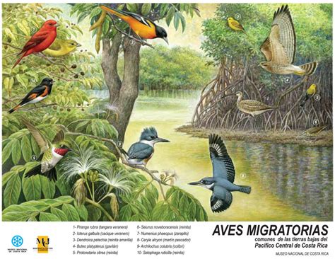 Aves migratorias comunes de las tierras bajas del Pacífico Central de ...