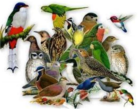 Aves migratorias   EcuRed