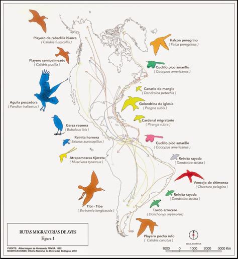 Aves Migratorias   ellinceiberico.com