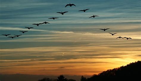 Aves migratorias planifican sus viajes | Migratory birds ...