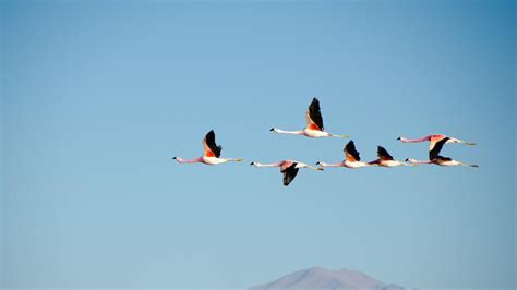 Aves migratorias: un viaje singular