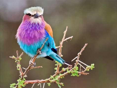 Aves multicolores | Mascotas | Colorful birds, Beautiful birds, Lilac ...