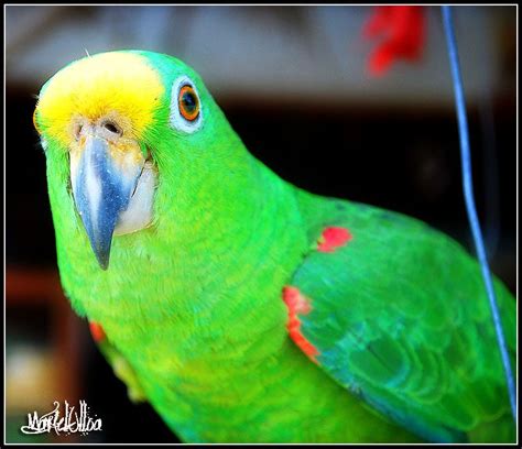 aves nativas colombianas   Google Search | DE MI TIERRA | Pinterest ...