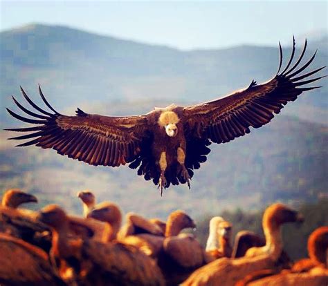 Aves necrófagas del Pirineo | Aves, Animales y Fotos