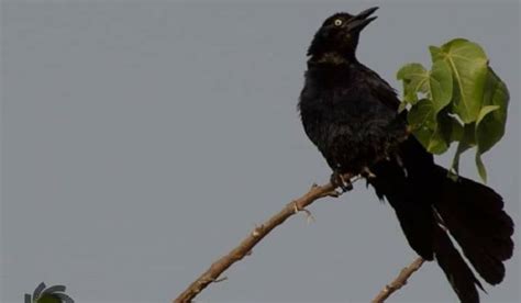 AVES NEGRAS EN BUCARAMANGA: Oleada de aves negras en el área ...