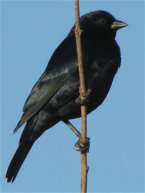 Aves negras | Reserva Ecológica Costanera Sur