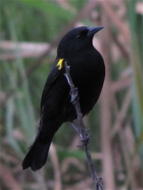 Aves negras | Reserva Ecológica Costanera Sur
