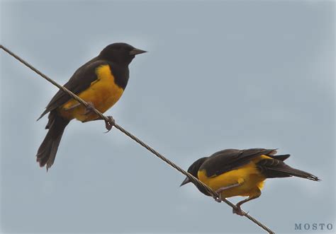 AVES NUESTRAS: PECHO AMARILLO GRANDE