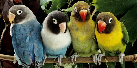 Aves: orígenes, características y clasificación   Biología