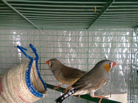 aves ornamentales y conejos : venta de aves ornamentales