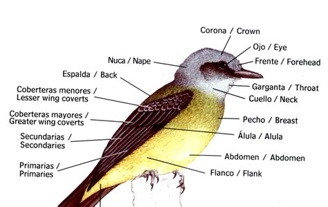 Aves: Partes de un ave