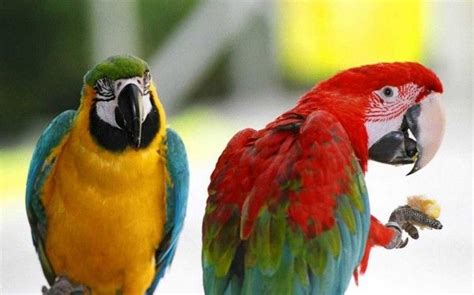 AVES PERUANAS in 2020 | Parrot, Colorful parrots, Parrot wallpaper