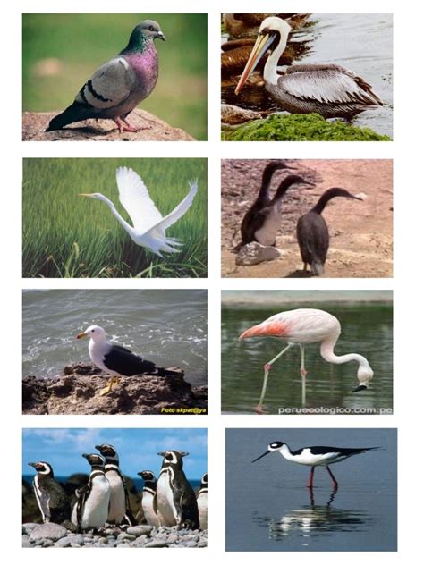 Aves peruanas