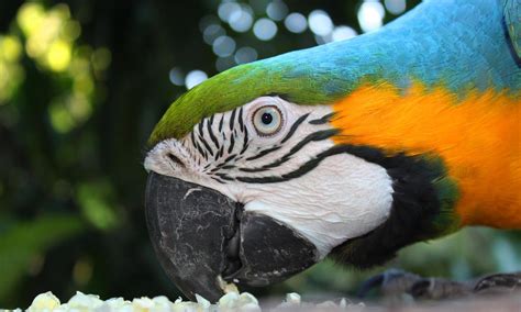 Aves Peruanas