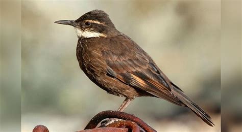 Aves peruanas que en peligro de extincion en 2019 | FOTOS | | Aweita La ...