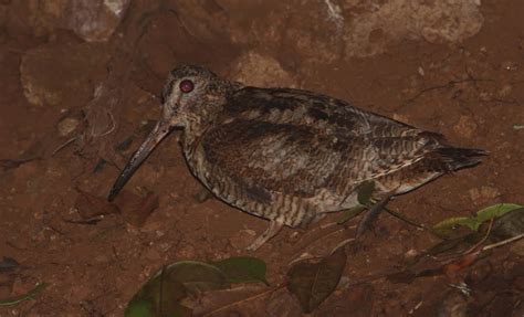 Aves por España: Chocha perdiz Scolopax rusticola