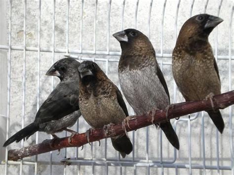 Aves que comen semillas   Granívoros   ExpertoAnimal | Animals, Bird ...