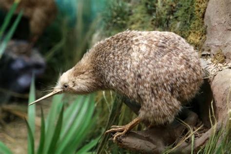 AVES QUE NO VUELAN   Características y 10 ejemplos