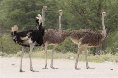 AVES QUE NO VUELAN   Características y 10 ejemplos