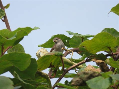 Aves que no vuelan: por qué no lo hacen, tipos y mucho más