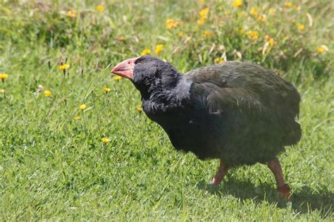 Aves que no vuelan: por qué no lo hacen, tipos y mucho más