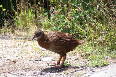 Aves que no vuelan: por qué no lo hacen, tipos y mucho más