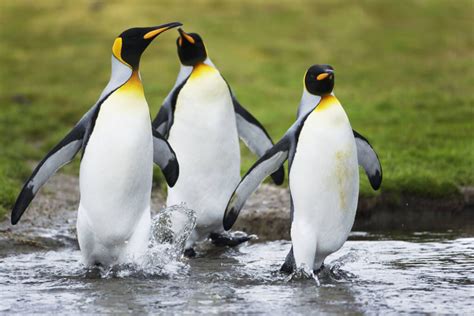 AVES QUE NO VUELAN 】CARACTERÍSTICAS, EJEMPLOS Y MÁS