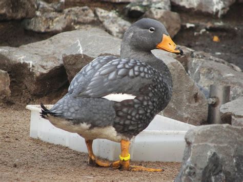 AVES QUE NO VUELAN 】CARACTERÍSTICAS, EJEMPLOS Y MÁS