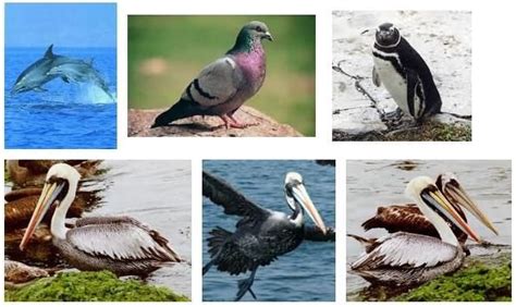 Aves Que Viven En El Mar Peruano