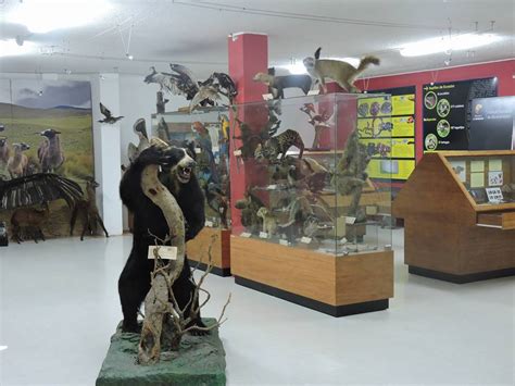 Aves Quito: La importancia de las colecciones científicas