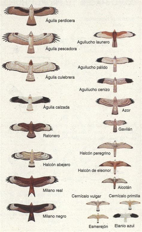 Aves Rapaces: Aves Rapaces Ibéricas Diurnas