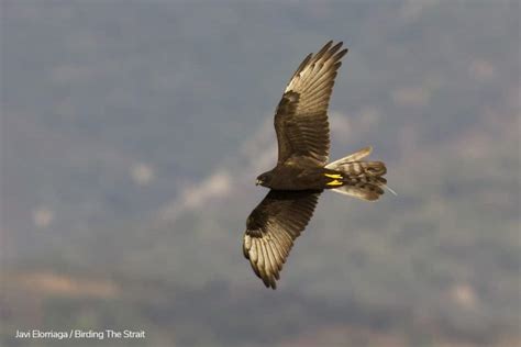 Aves Rapaces de Europa: reseña bibliográfica | Birding The ...