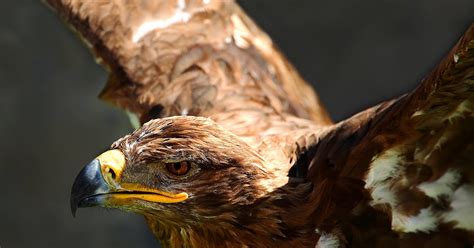 AVES RAPACES EN LA PENÍNSULA IBÉRICA: Águila real