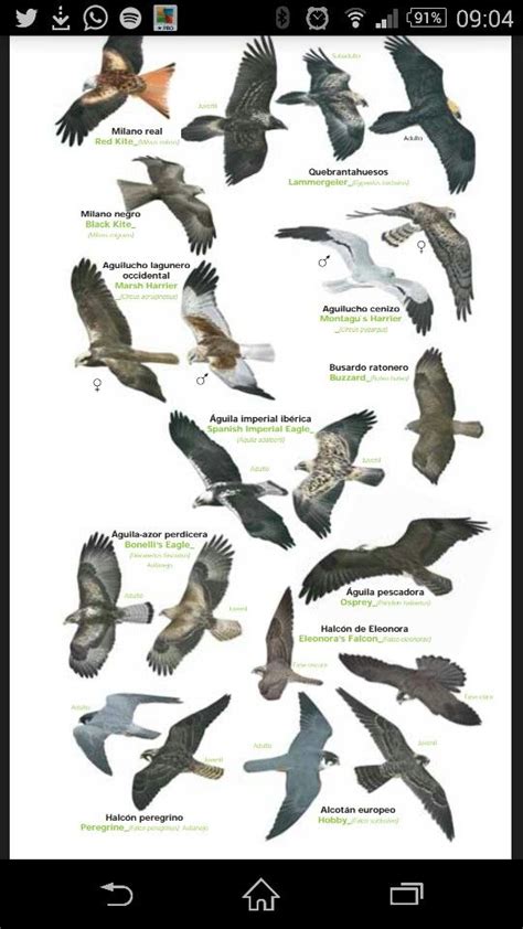 Aves rapaces España | Naturaleza | Bird poster, Bird ...