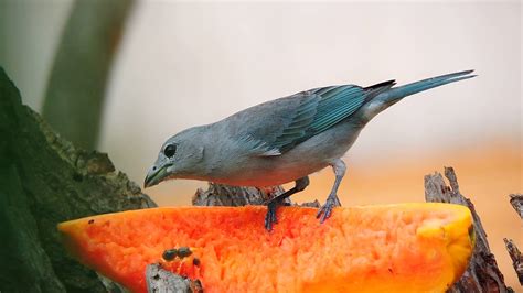 Aves se alimentando   YouTube